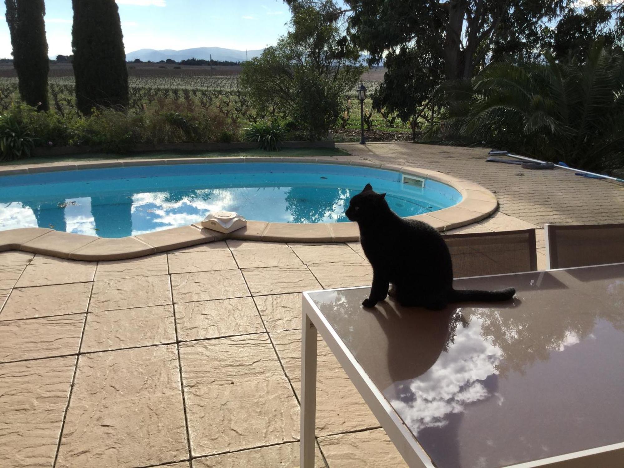 Bed and Breakfast Mas Soleil Et Vignes Saint-Hippolyte  Екстер'єр фото