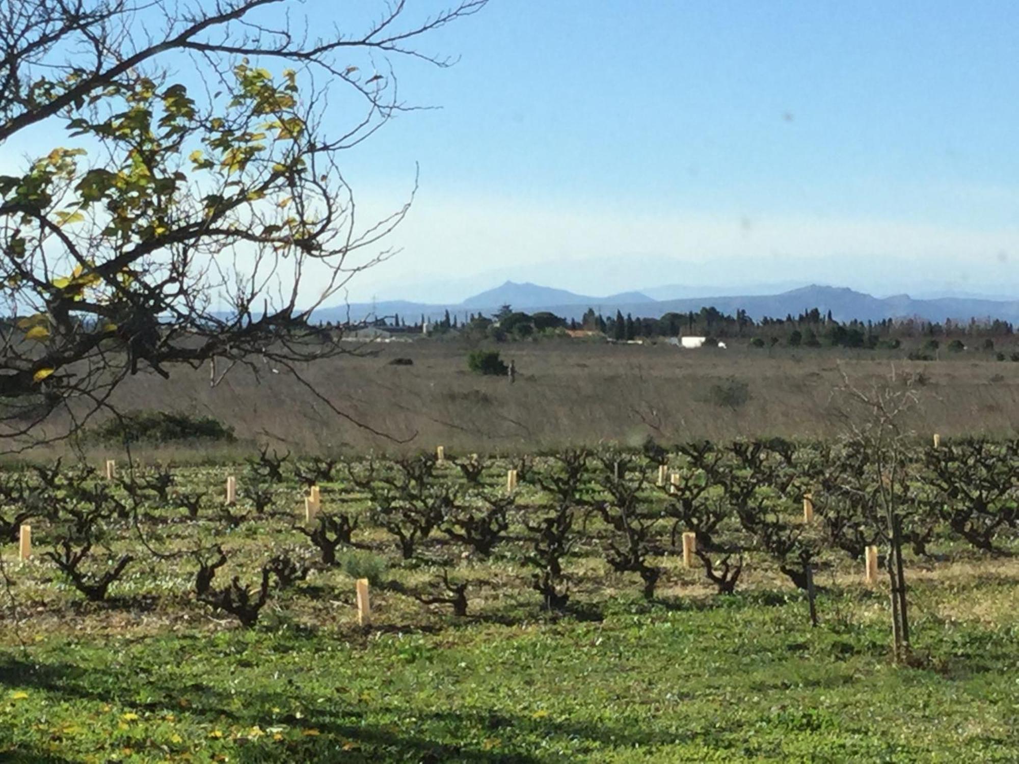 Bed and Breakfast Mas Soleil Et Vignes Saint-Hippolyte  Екстер'єр фото